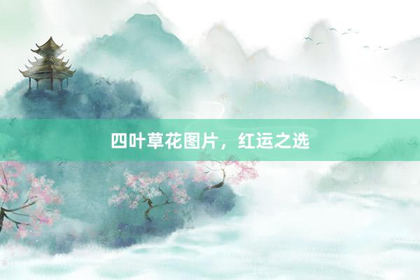 四叶草花图片，红运之选
